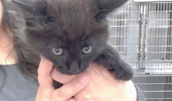 A baby medium-sized male Domestic Medium Hair cat named Indigo for adoption in Salinas, CA