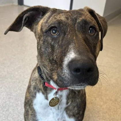An adult medium-sized female Brindle Mixed Breed dog named Charlotte for adoption in Lansing, MI
