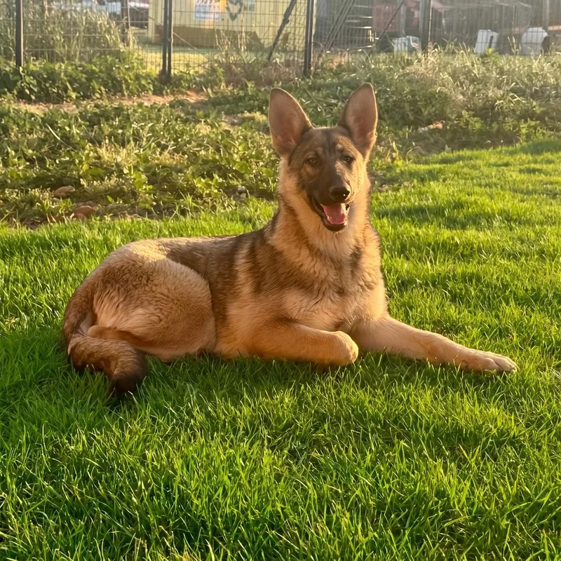 A young medium-sized female Yellow / Tan / Blond / Fawn German Shepherd Dog dog named Oriana for adoption in Huntsville, AL