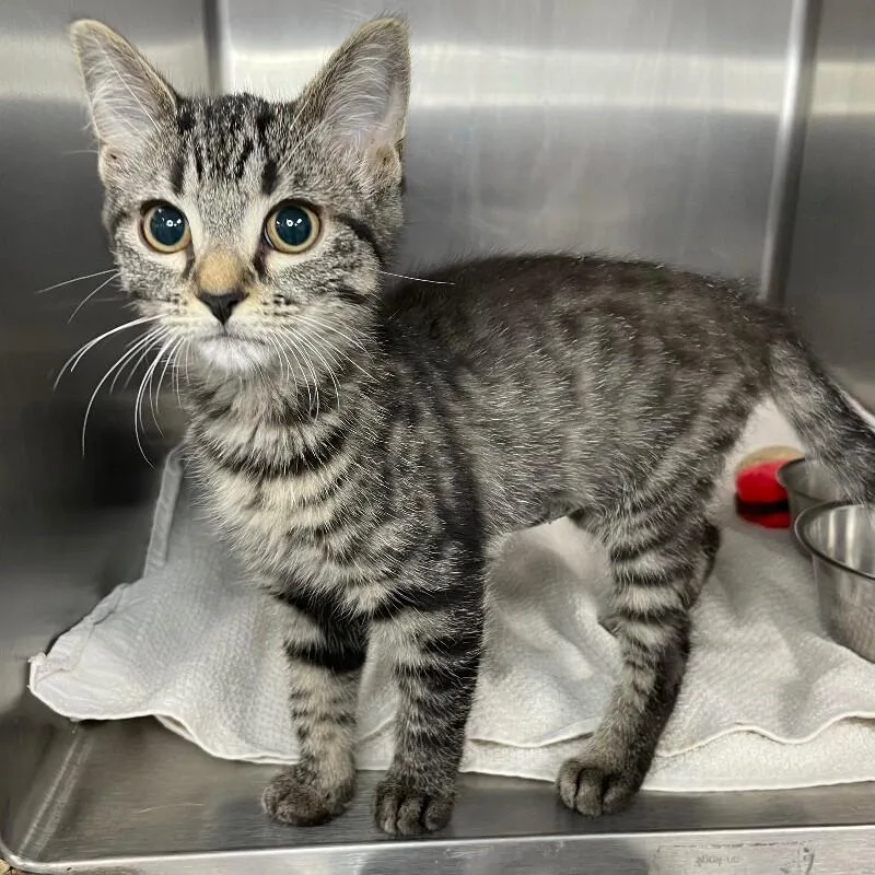 A young medium-sized female Domestic Short Hair cat named Tool for adoption in Roanoke, VA