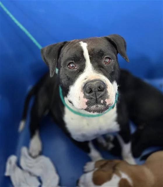 An adult large-sized female Mixed Breed dog named Dolores for adoption in Dallas, TX