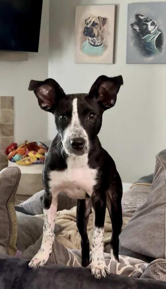 A baby medium-sized female Tricolor (Brown, Black, & White) Pointer dog named Wren for adoption in Mooresville, NC
