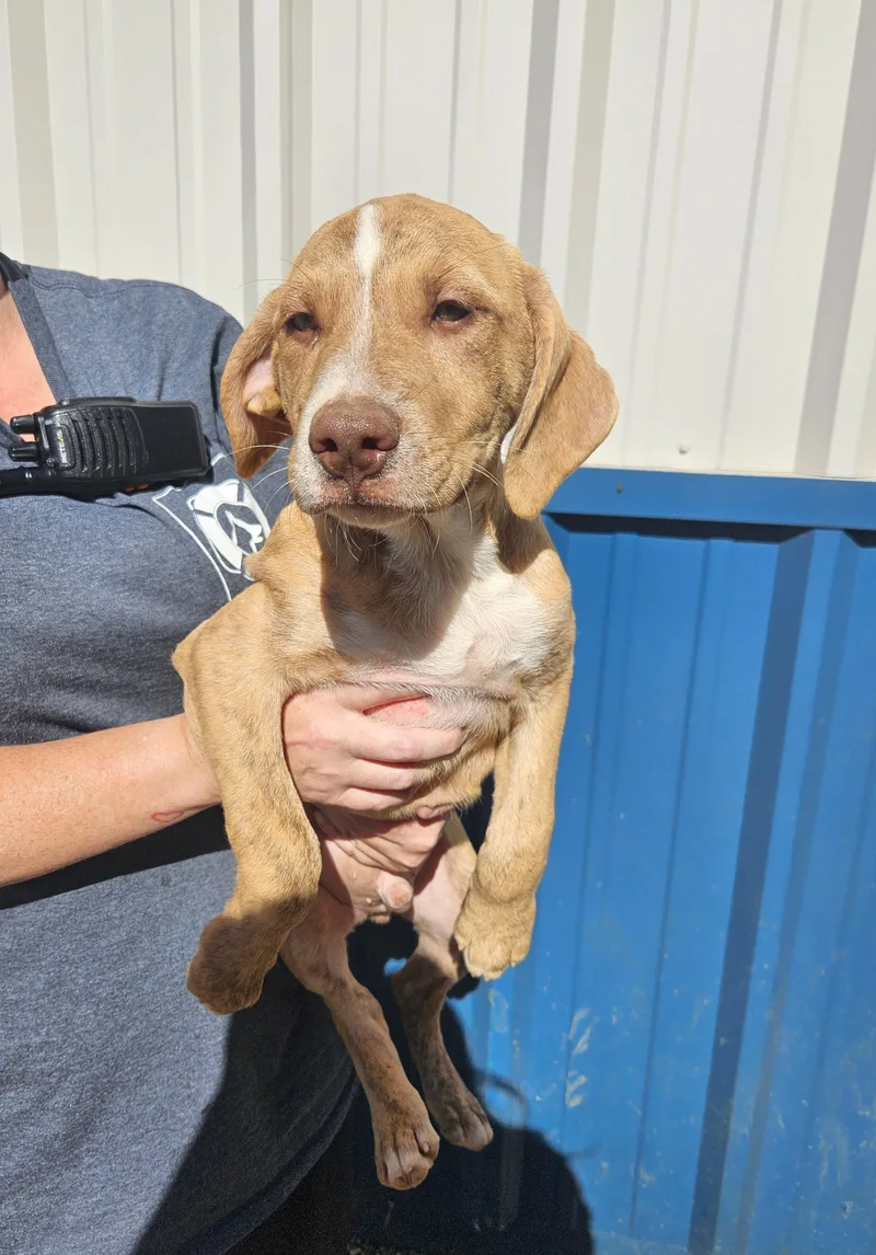 A baby large-sized male Yellow / Tan / Blond / Fawn Hound dog named Cody for adoption in Kalamazoo, MI