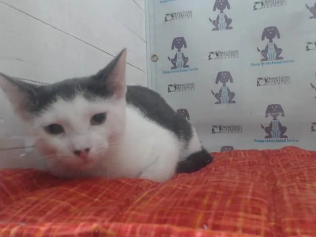 A baby small-sized male Domestic Short Hair cat named Comet for adoption in Orlando, FL