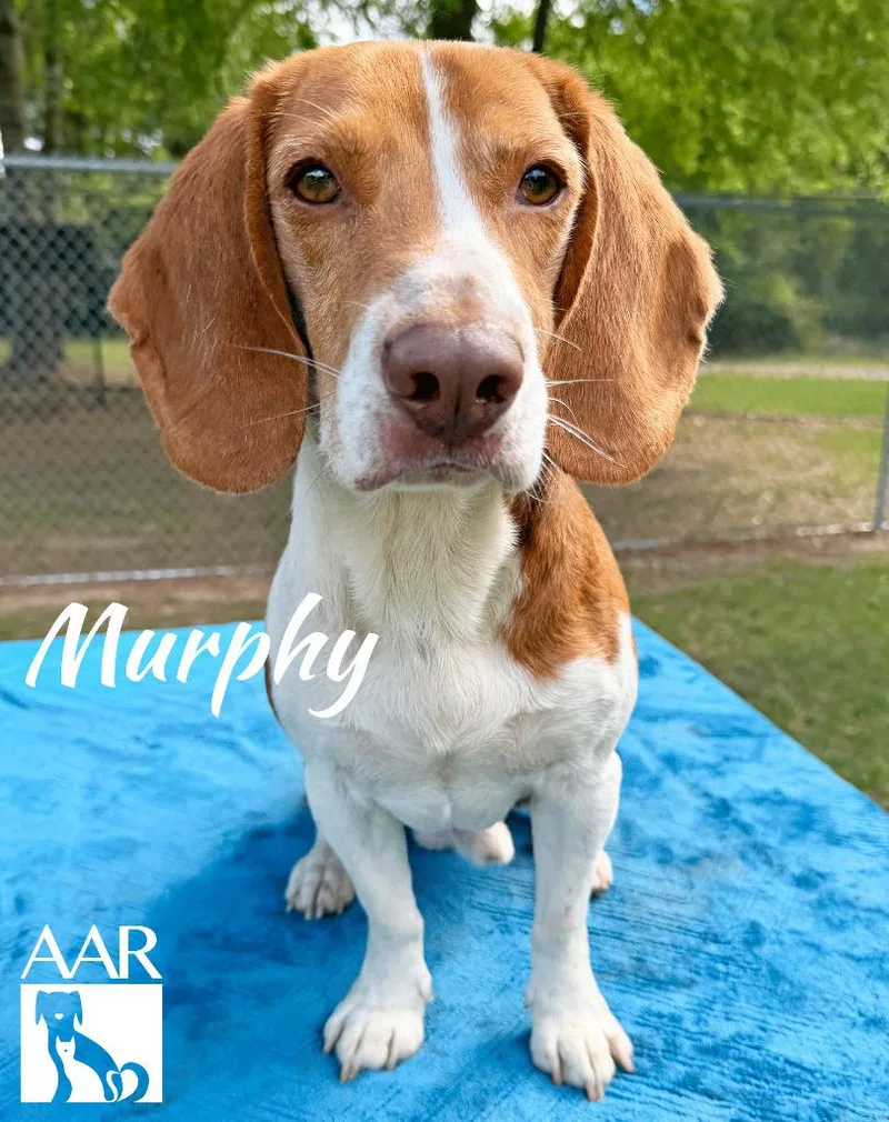 An adult medium-sized male Beagle dog named Murphy for adoption in Magnolia, TX