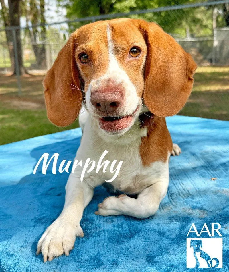 Murphy thumbnail 2