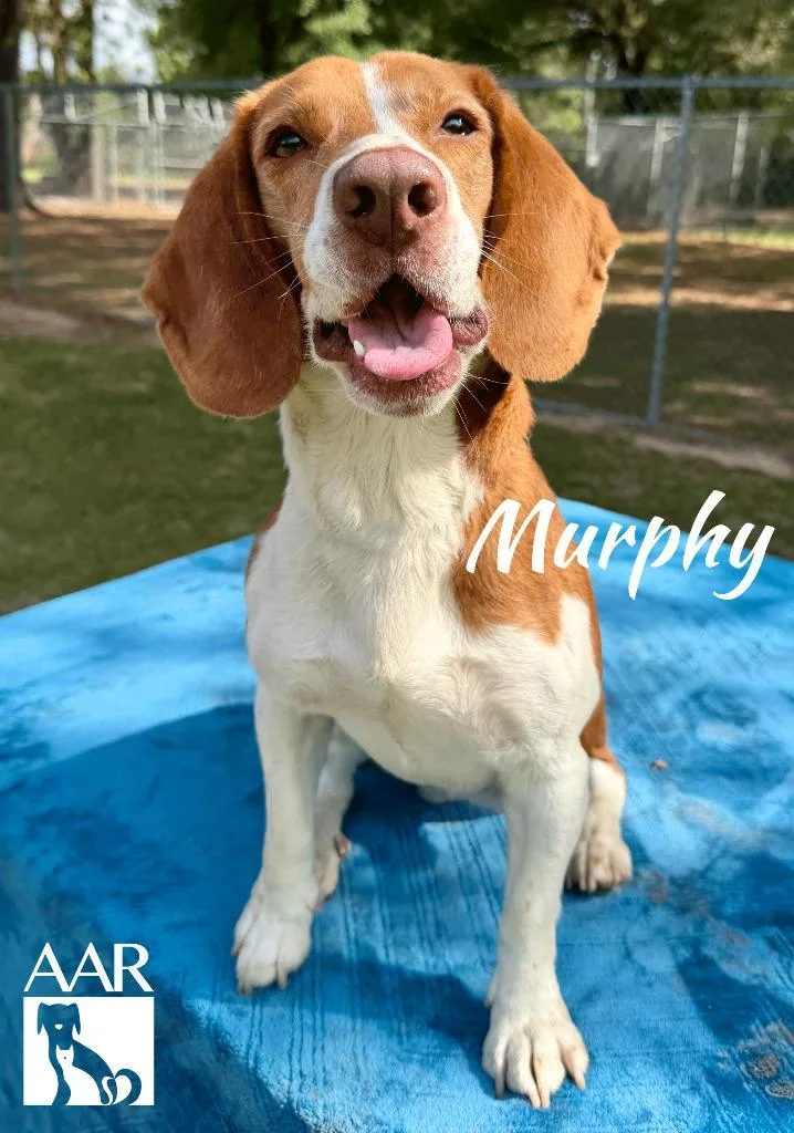 Murphy thumbnail 3