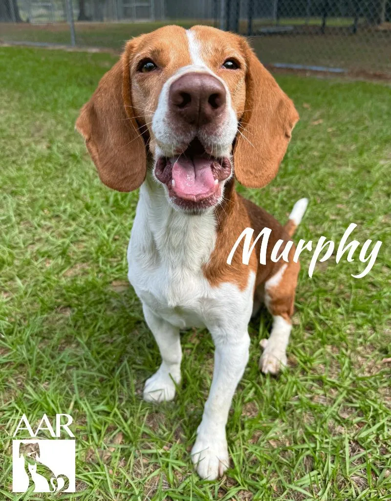 Murphy thumbnail 4