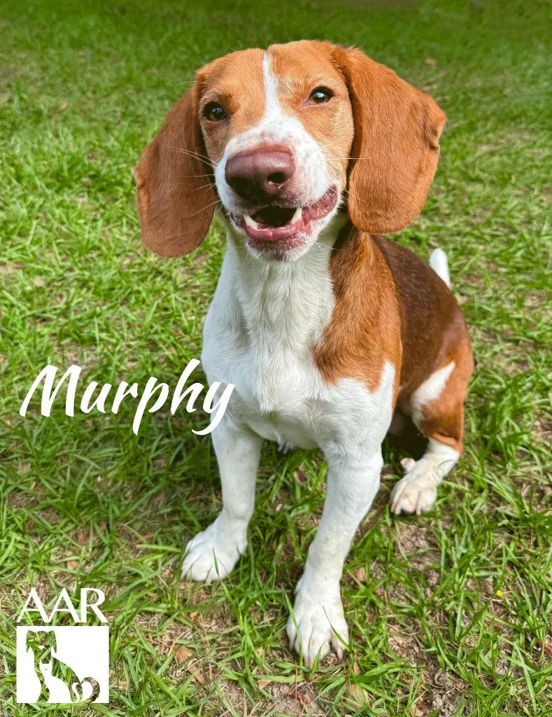 Murphy thumbnail 5