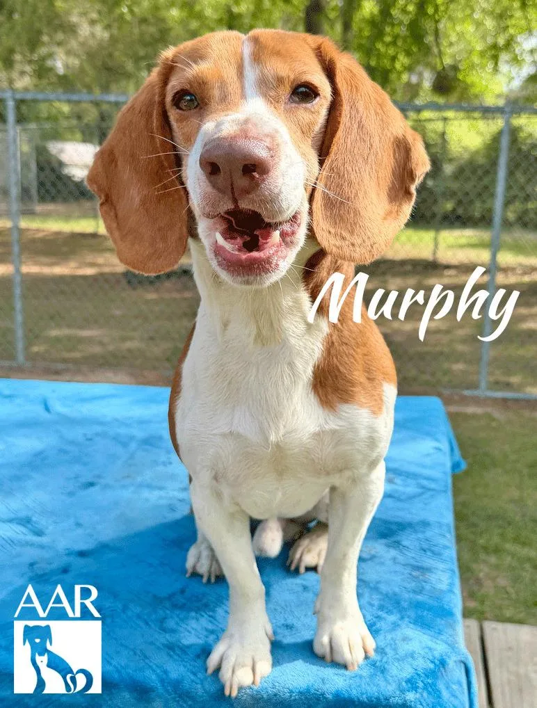 Murphy thumbnail 6