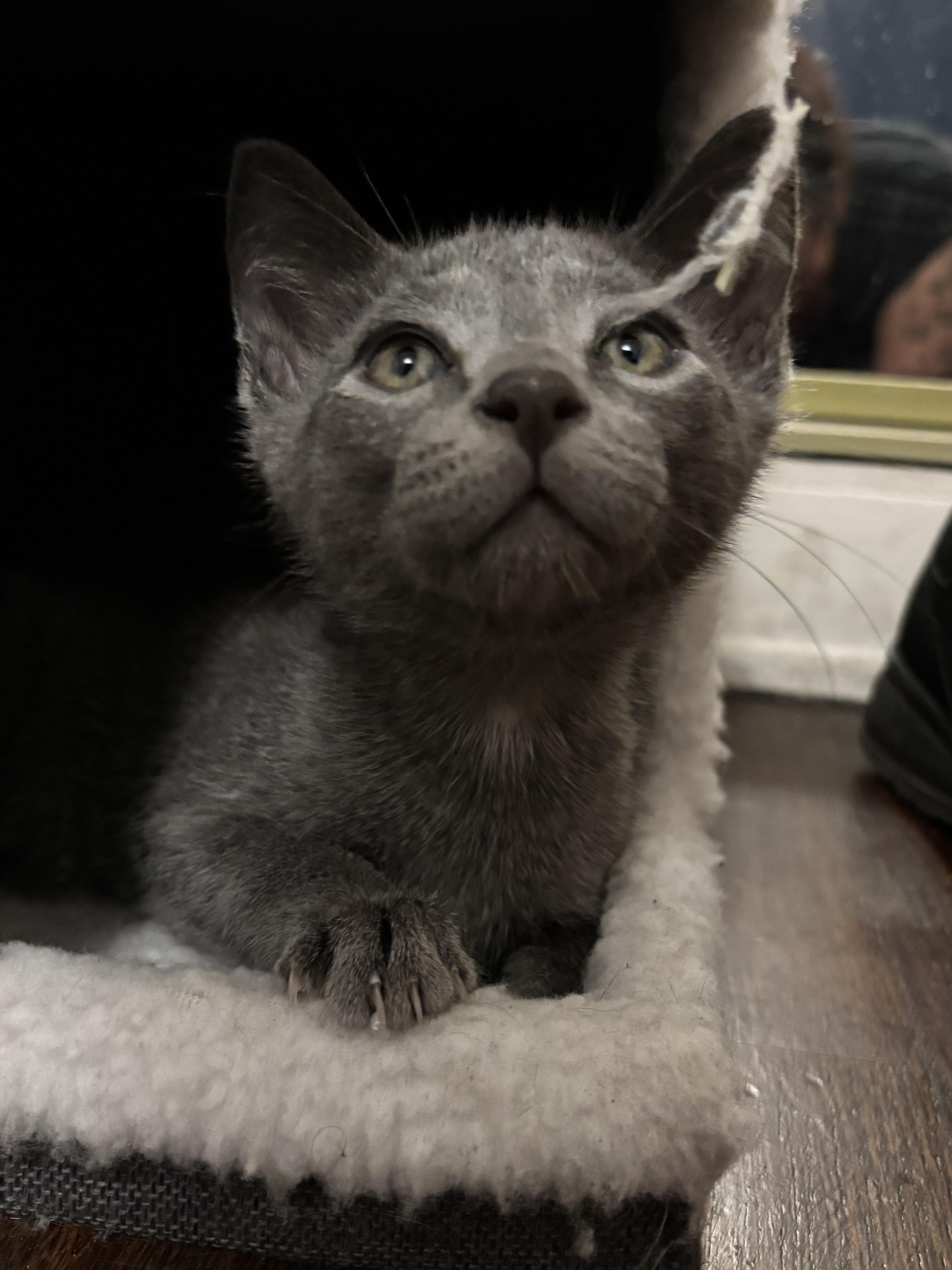 A baby small-sized male Domestic Short Hair cat named Smokey for adoption in Long Beach, CA