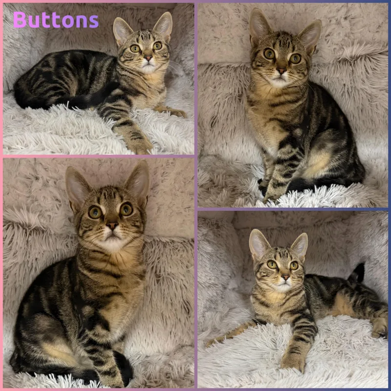A baby small-sized female Tabby (Brown / Chocolate) Domestic Short Hair cat named Buttons for adoption in Louisville, KY