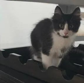 A baby medium-sized male Black & White / Tuxedo Domestic Medium Hair cat named Cannoli for adoption in Liverpool, TX