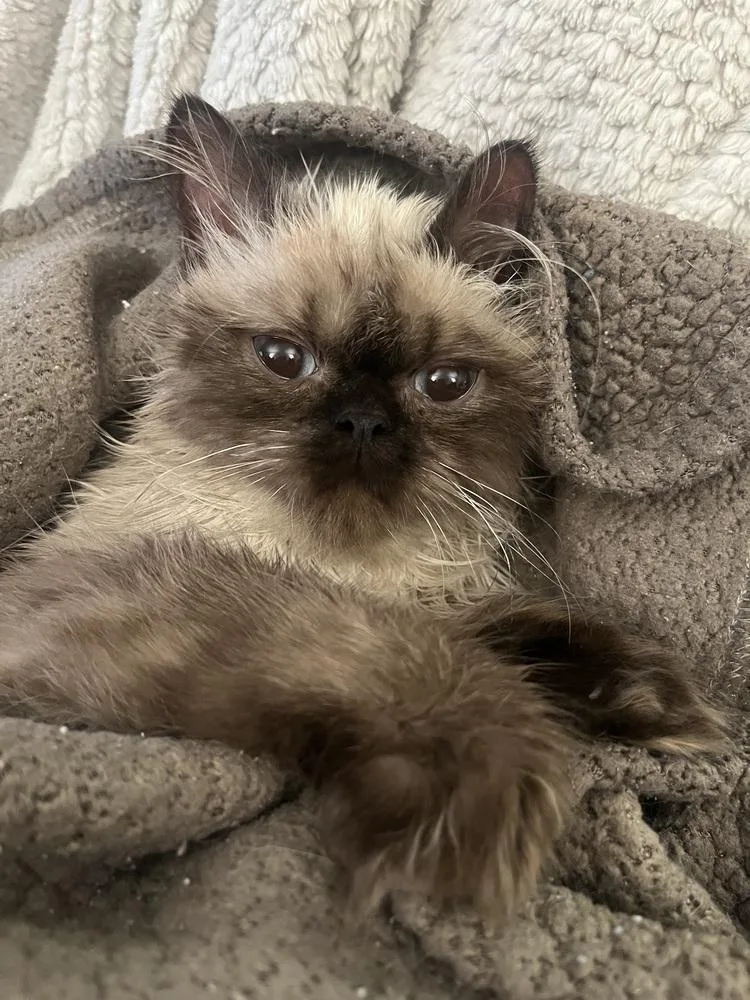 Frito