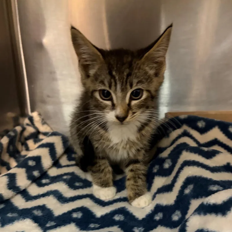 A baby small-sized male Brown / Chocolate Domestic Short Hair cat named Bob for adoption in Newark, NJ