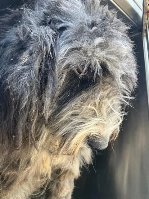A young medium-sized male Mixed Breed dog named Twilight for adoption in Dallas, TX