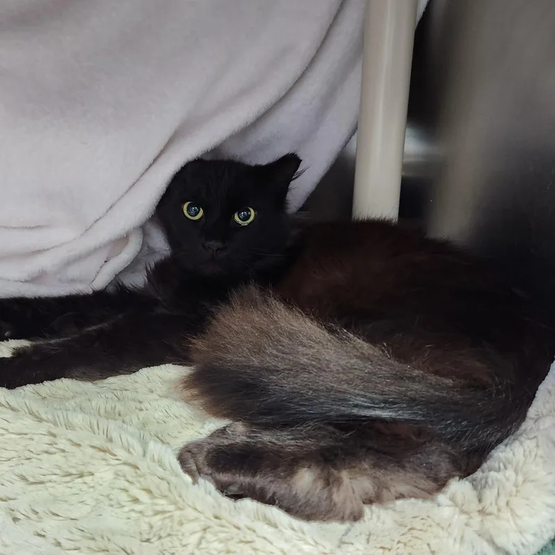 An adult medium-sized male Black Domestic Medium Hair cat named Magneto for adoption in Grand Rapids, MI