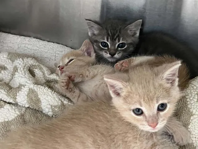 A baby small-sized female Domestic Short Hair cat named Felicity for adoption in Tustin, CA