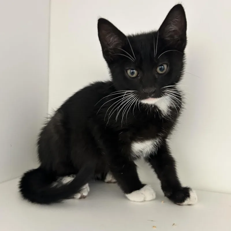 A baby small-sized male Black Domestic Short Hair cat named Bolt for adoption in Ojai, CA