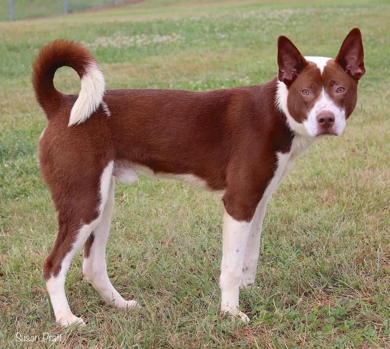 An adult medium-sized male Red / Chestnut / Orange Smooth Fox Terrier dog named Ram for adoption in Bedford, VA