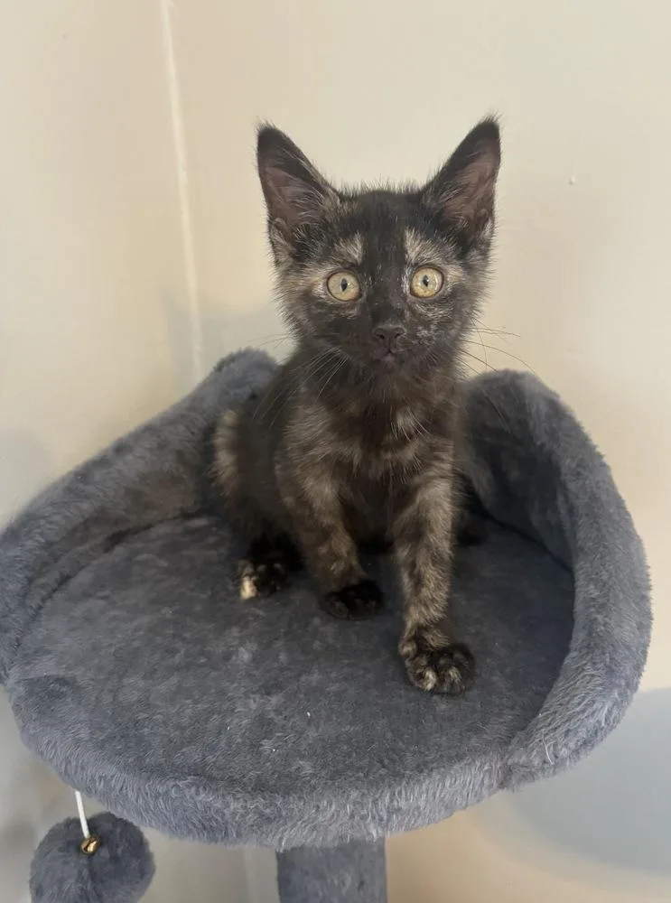 A baby medium-sized female Domestic Short Hair cat named Guava for adoption in Clinton Township, MI