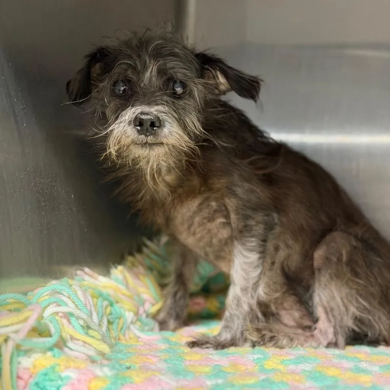 A senior small-sized female Gray / Blue / Silver Wirehaired Terrier dog named Allie for adoption in Fort Smith, AR