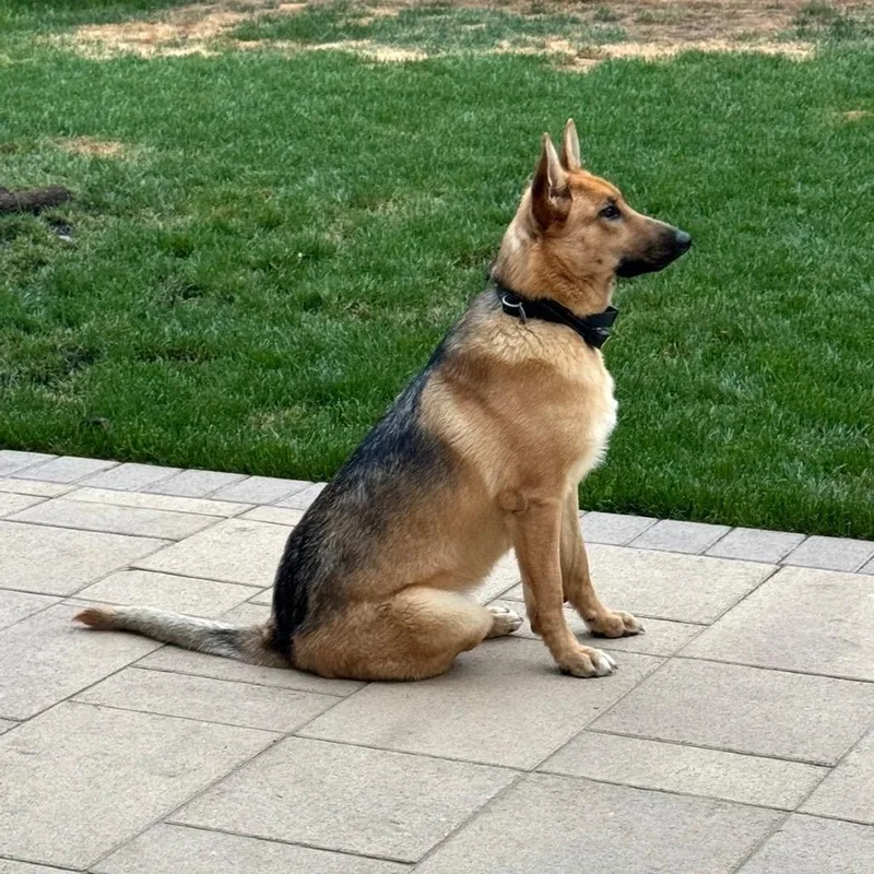 An adult medium-sized female German Shepherd Dog dog named Happy for adoption in San Diego, CA