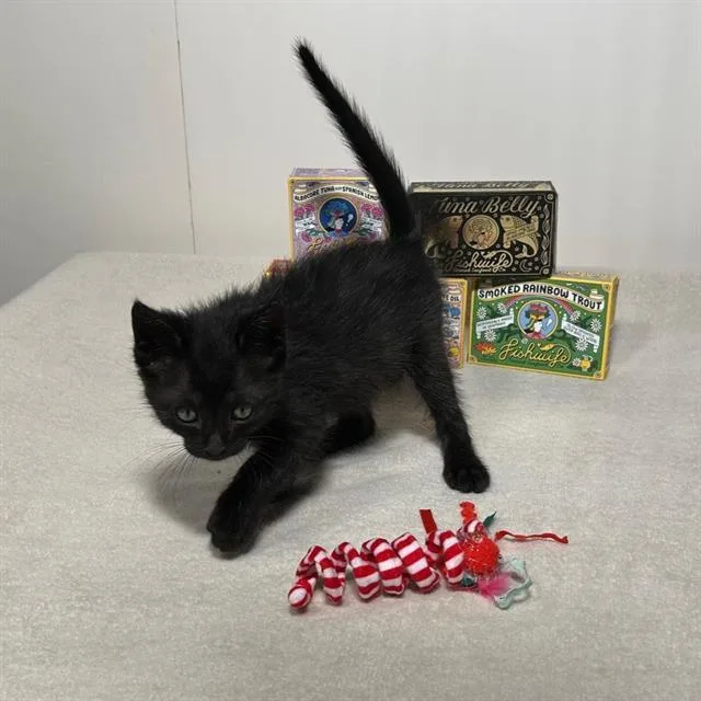 A baby small-sized male Domestic Short Hair cat named Xander for adoption in Camarillo, CA
