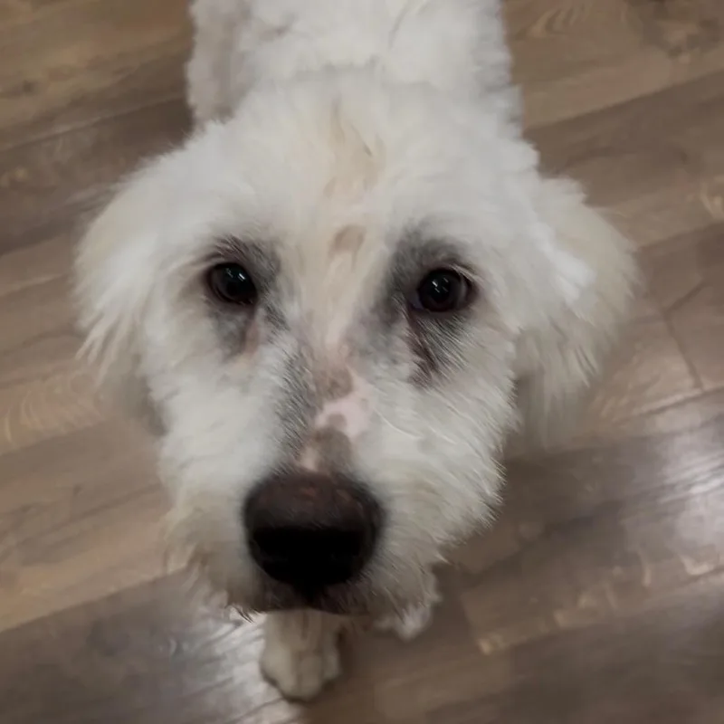 A young medium-sized female White / Cream Poodle dog named Emmie for adoption in Duck River, TN