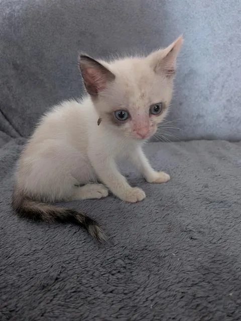 A baby small-sized female Domestic Short Hair cat named Marie for adoption in Camarillo, CA
