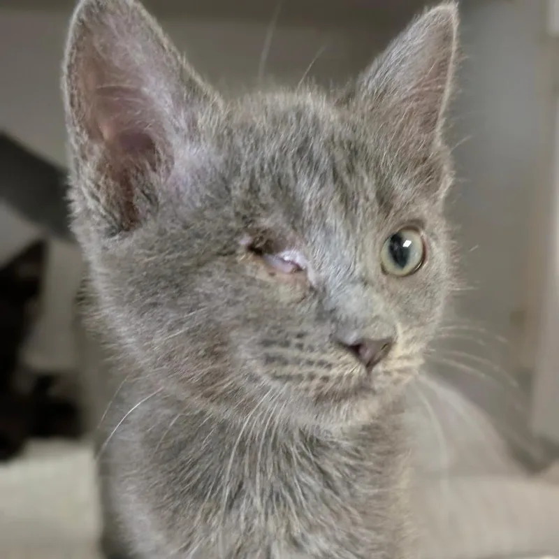 A baby small-sized female Gray / Blue / Silver Domestic Short Hair cat named Skully for adoption in Leander, TX