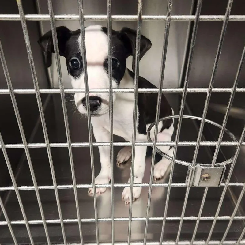 An adult medium-sized male Black Mixed Breed dog named Odie Aka True for adoption in Monroe, MI