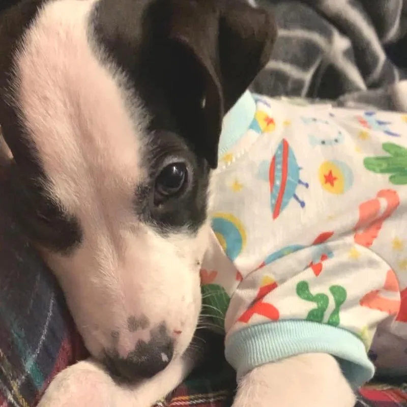 Odie Aka True thumbnail 2