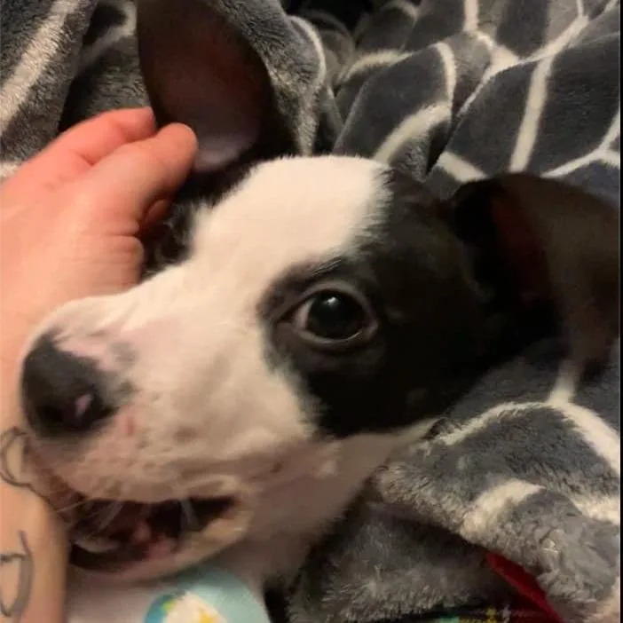 Odie Aka True thumbnail 4