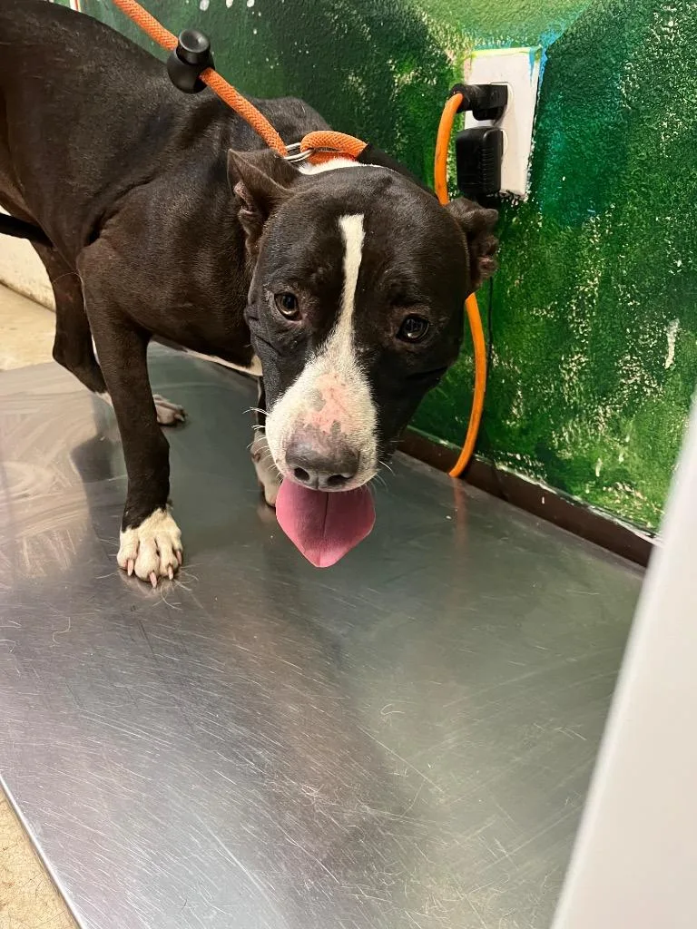A young medium-sized female Pit Bull Terrier dog named Day for adoption in New Braunfels, TX