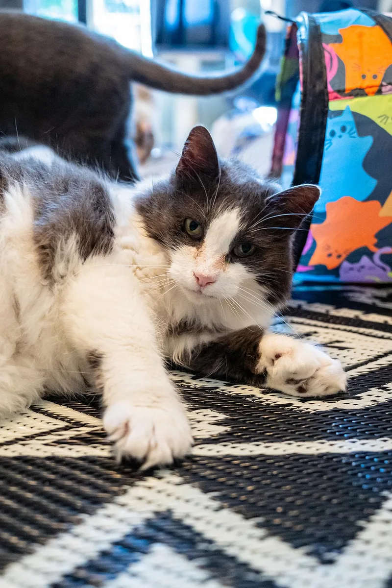 A senior medium-sized female White Domestic Long Hair cat named Quack Quack for adoption in Dellslow, WV