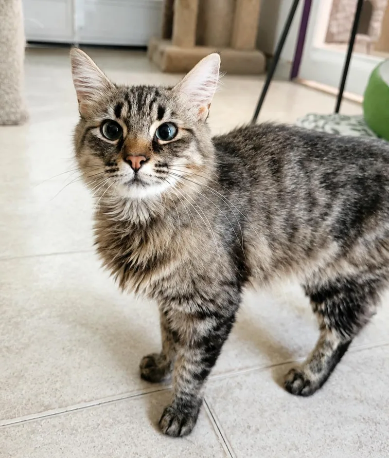 An adult medium-sized female Tabby (Brown / Chocolate) Domestic Medium Hair cat named Daisy for adoption in Lodi, CA