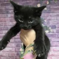 A baby small-sized female Black Domestic Short Hair cat named Pizza for adoption in Fort Collins, CO