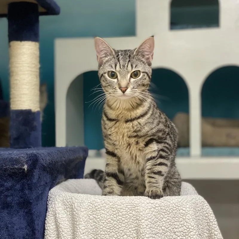 A young medium-sized male Brown / Chocolate Domestic Short Hair cat named George Little for adoption in Spokane, WA