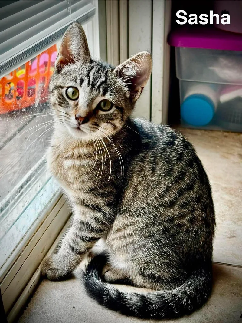 A baby medium-sized female Tabby (Gray / Blue / Silver) Domestic Short Hair cat named Sasha for adoption in Battle Creek, MI