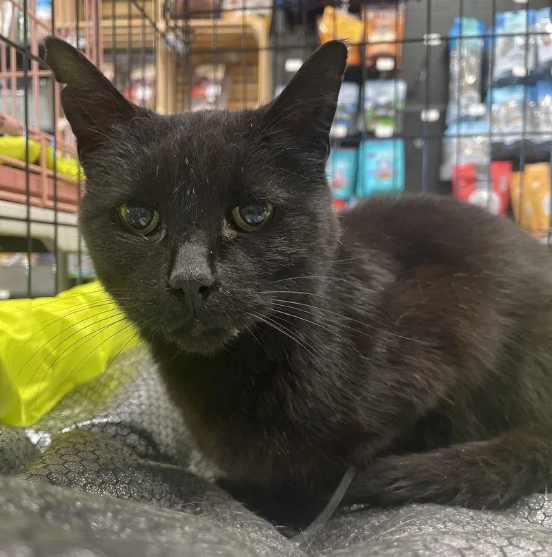 Lilly Minipanther thumbnail 2