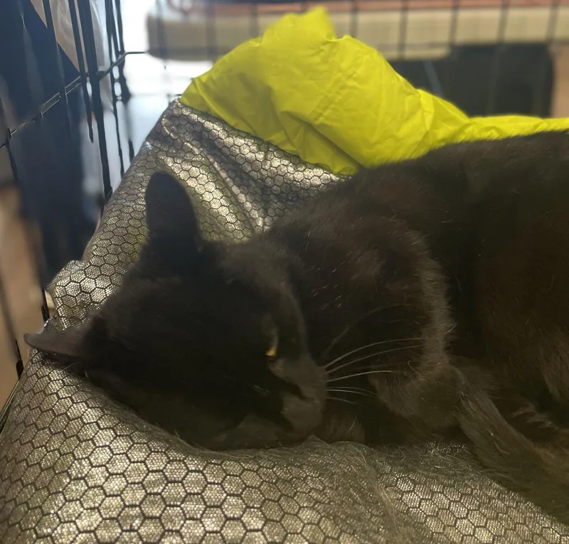 Lilly Minipanther thumbnail 5