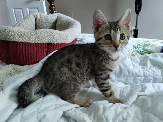 A baby small-sized male Domestic Short Hair cat named Gale for adoption in Louisville, KY