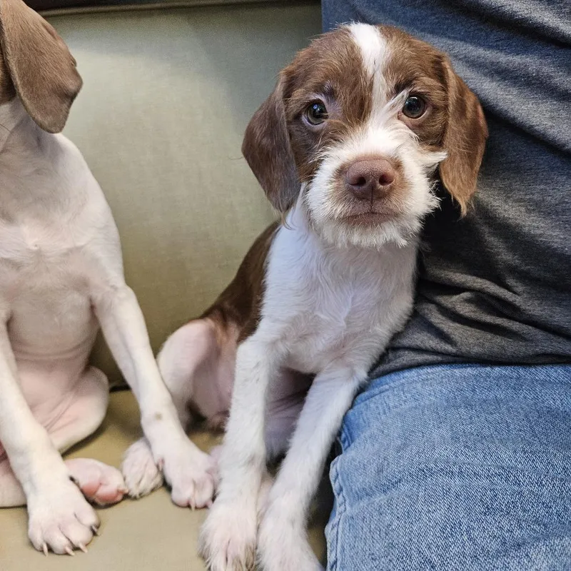 A baby small-sized female Brown / Chocolate Pit Bull Terrier dog named Winifred for adoption in Las Vegas, NV