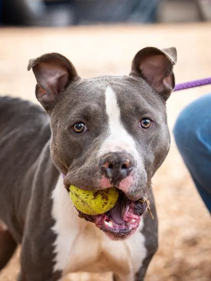 An adult large-sized male Mixed Breed dog named Slate for adoption in Chamblee, GA