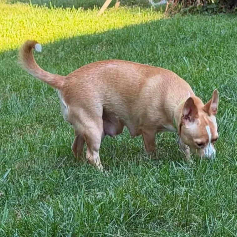 An adult small-sized female Yellow / Tan / Blond / Fawn Chihuahua dog named Apricot for adoption in Normal, IL