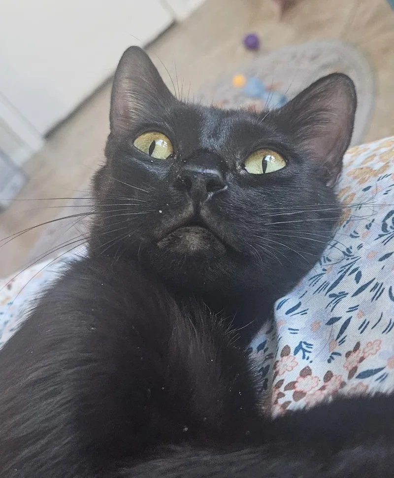 A young medium-sized female Black Domestic Short Hair cat named Starry Nightsky for adoption in Chandler, AZ