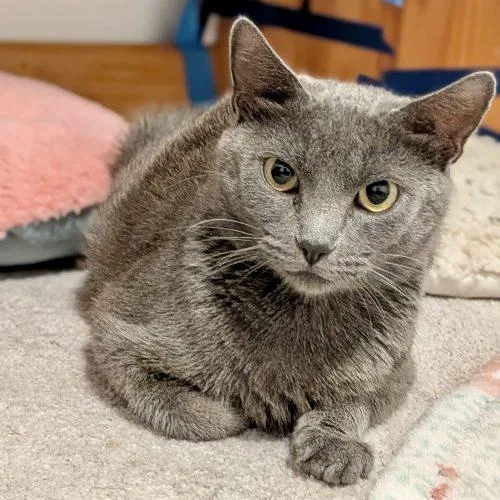 A young small-sized female Gray / Blue / Silver Russian Blue cat named Donut for adoption in Knoxville, TN