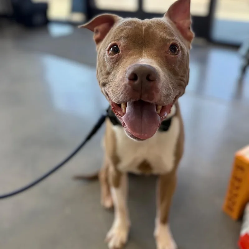 A senior medium-sized female Red / Chestnut / Orange Pit Bull Terrier dog named Evelyn for adoption in Southside, TN