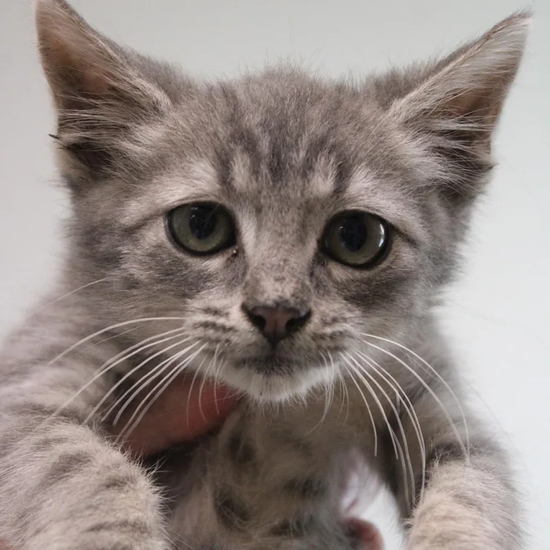 A baby small-sized male Gray / Blue / Silver Domestic Short Hair cat named Nylon for adoption in Hattiesburg, MS